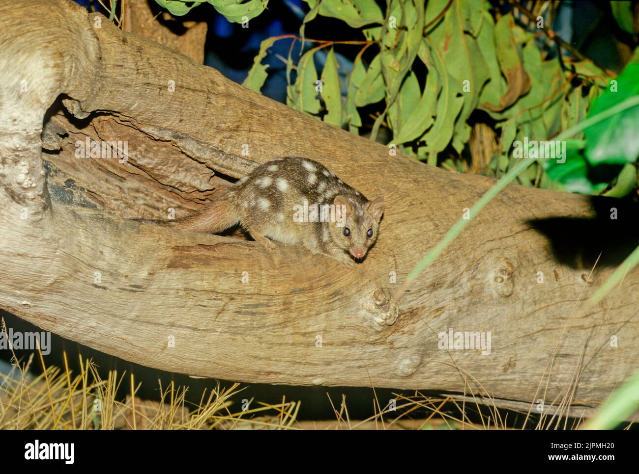 Il quoll settentrionale (Dasyurus hallucatus), noto anche come gatto nativo del nord, il gatto nativo dell'Australia del nord o il satanellus è un ma carnivoro Foto Stock