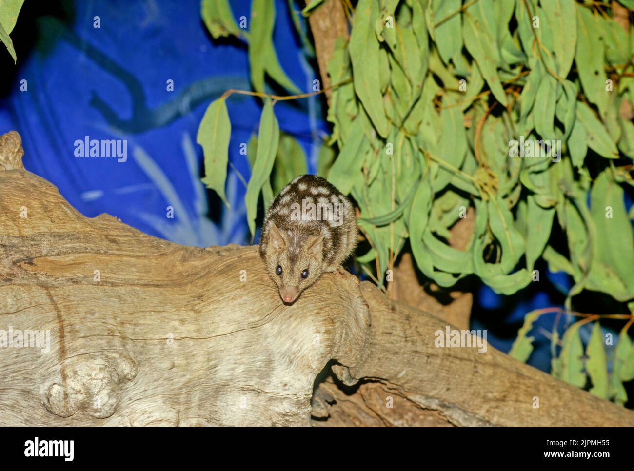 Il quoll settentrionale (Dasyurus hallucatus), noto anche come gatto nativo del nord, il gatto nativo dell'Australia del nord o il satanellus è un ma carnivoro Foto Stock