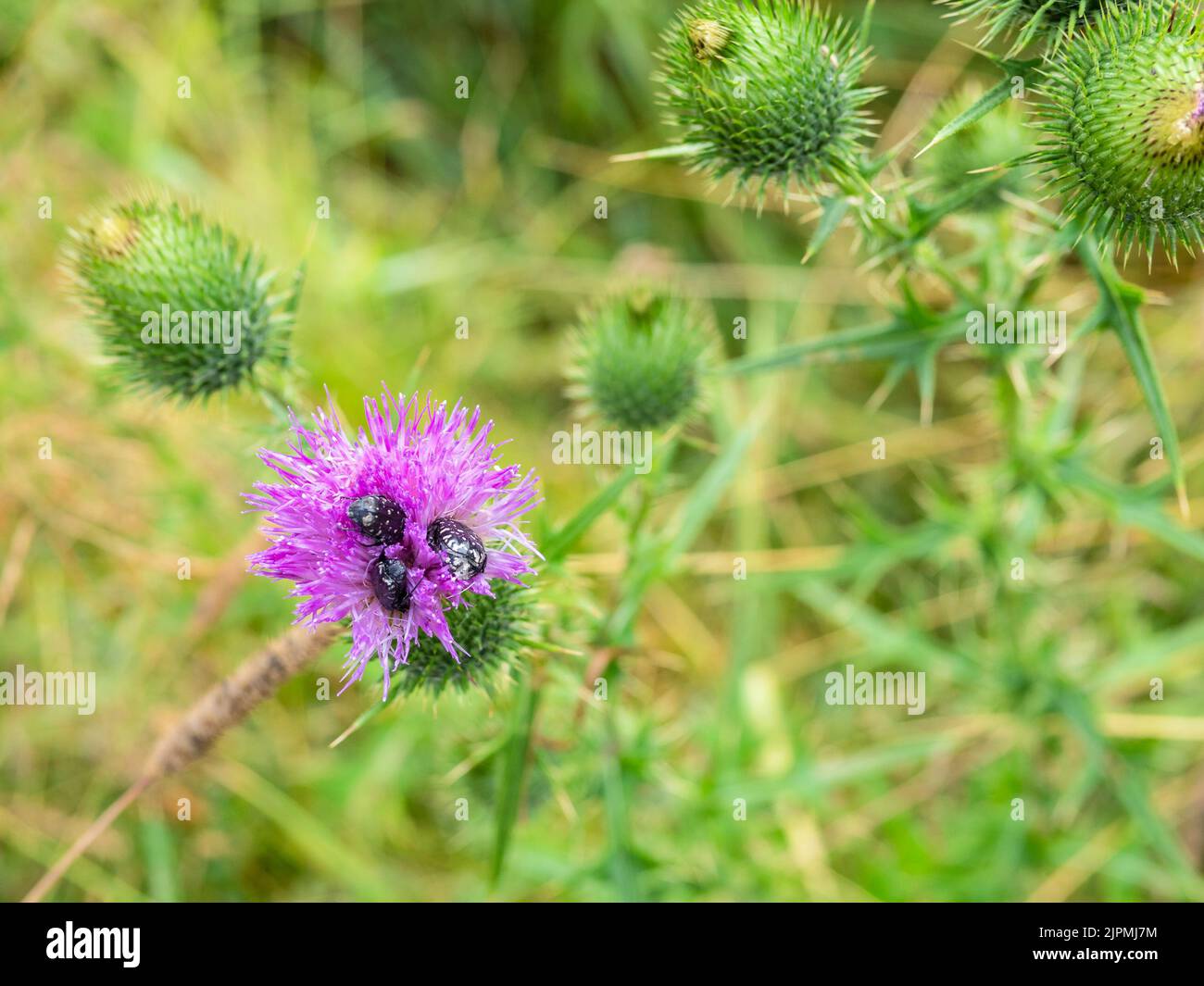 tre coleotteri in fiore di cardo sul verde prato primo piano dopo la pioggia estiva Foto Stock