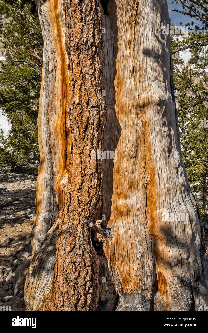 Tronco di pino setlecone, Pinus longaeva, Great Basin National Park, Nevada, USA Foto Stock