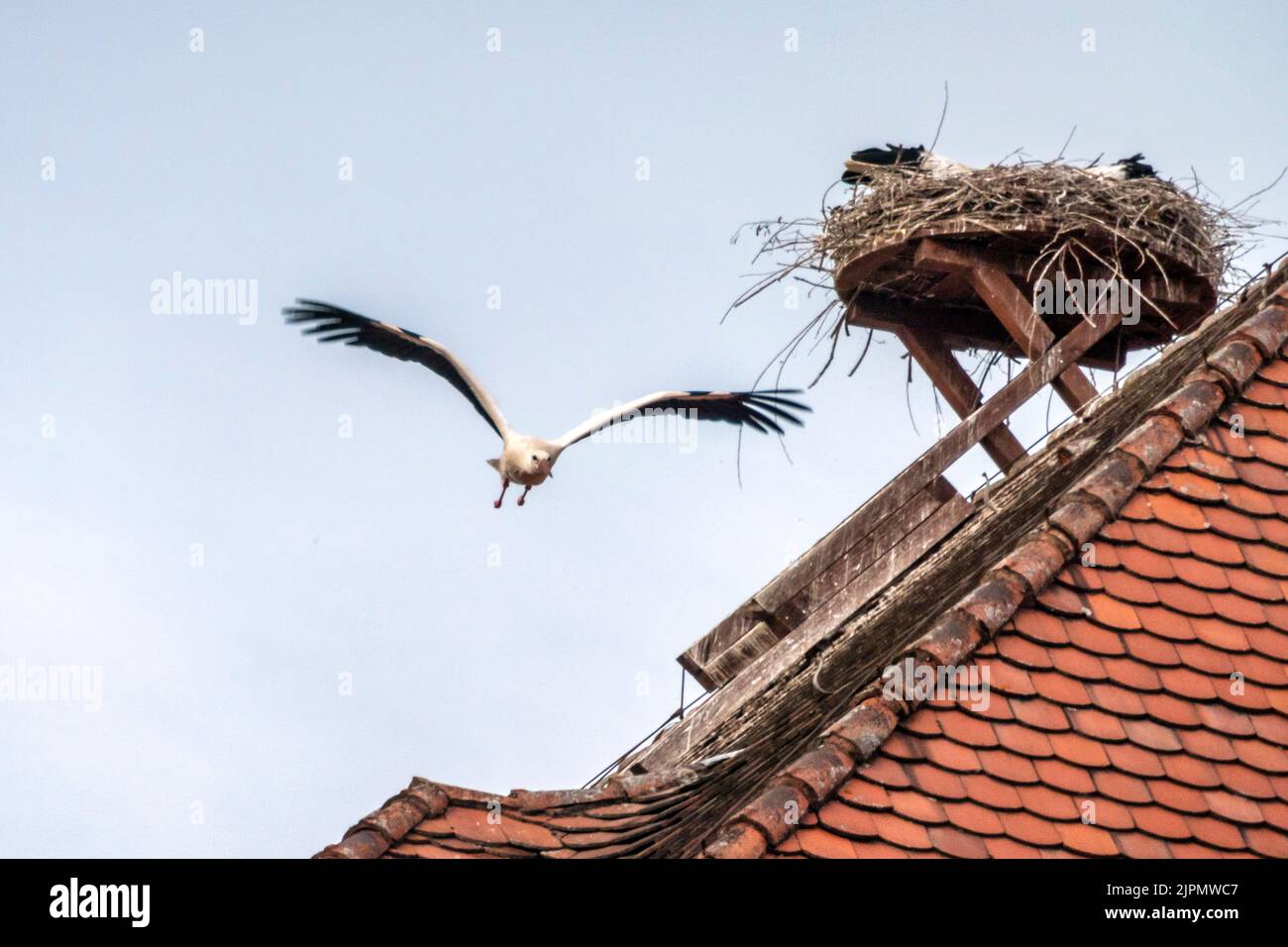 Storchen Nest , Storch im Anflug, Bad Neustadt an der Saale, Rhön Grabfeld, Unterfranken, Baviera Foto Stock