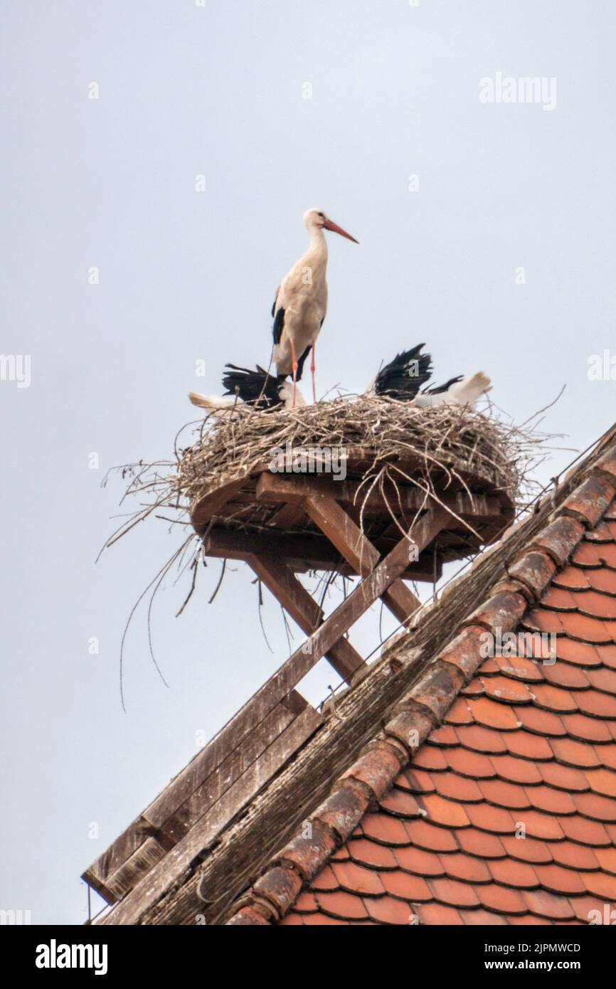 Storchen Nest , Bad Neustadt an der Saale, Rhön Grabfeld, Unterfranken, Bayern Foto Stock