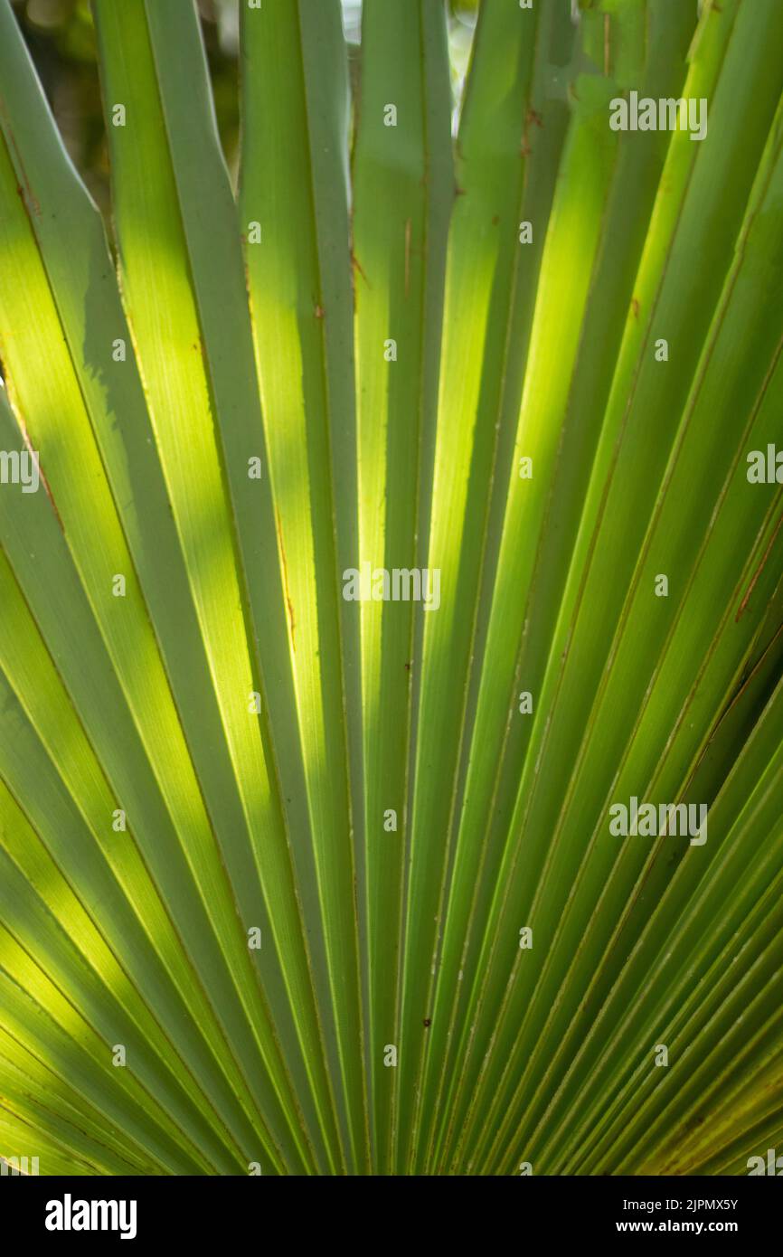 Palmyra palma, palma toddy, o Borassus flabellifer foglie sono usate per thatching e fare stuoie, cestini, ventilatori, cappelli, ombrelli, e come materiale di scrittura Foto Stock