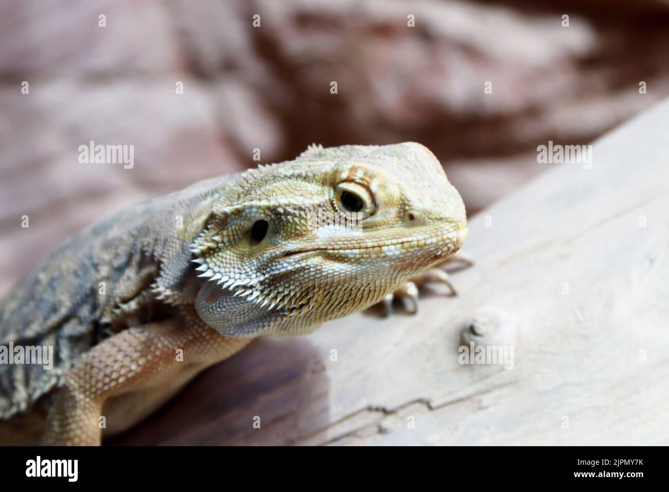 Il drago bearded (Pogona Vitticeps) è lucertola australiana con primo piano Foto Stock