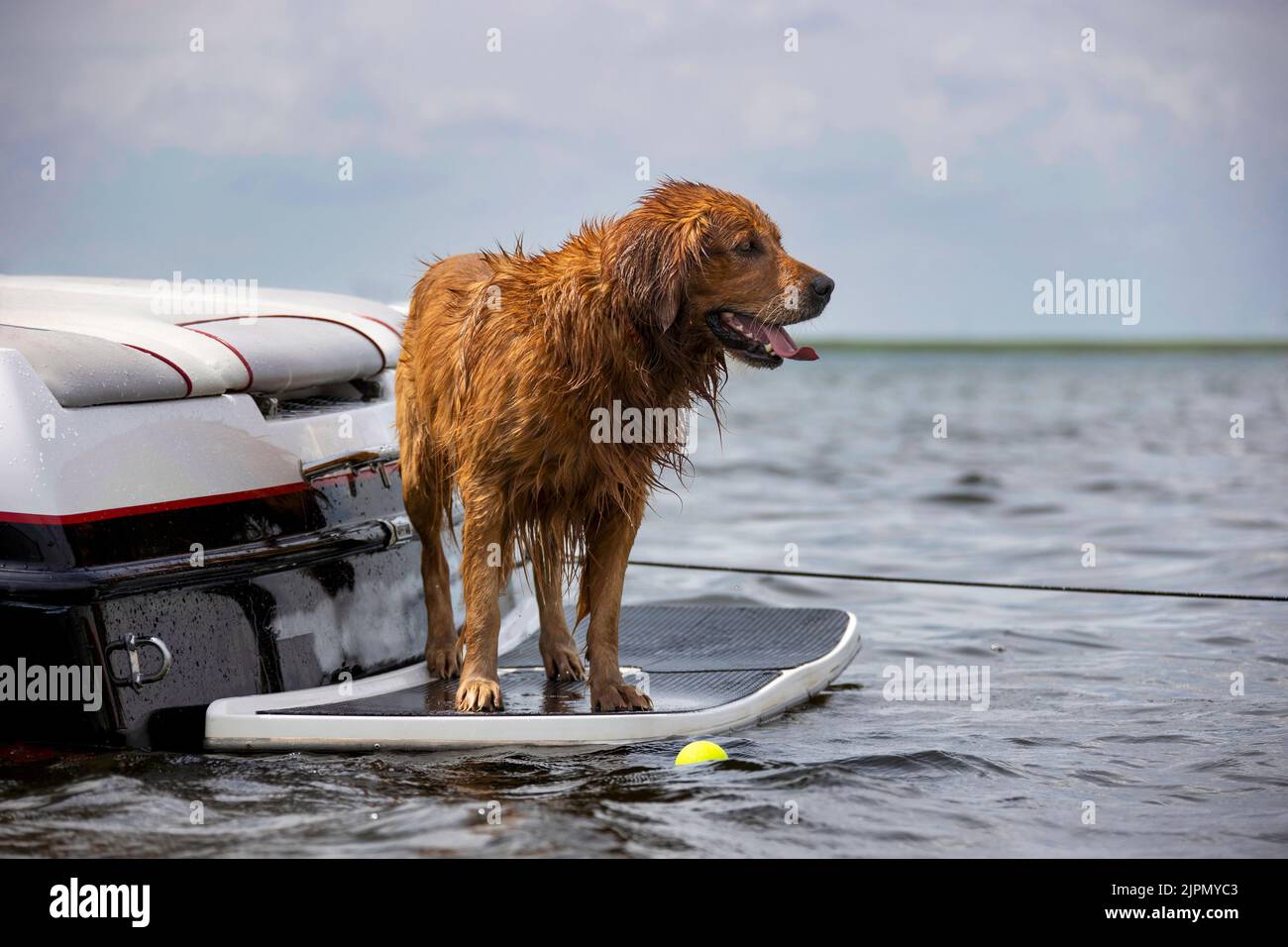 Golden Retriever cane in piedi da solo sulla piattaforma di nuoto di una barca Foto Stock