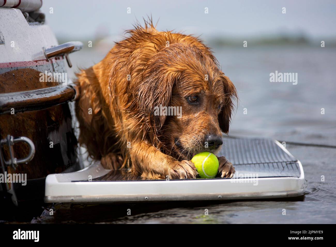 Golden Retriever cane che posa sulla piattaforma di nuoto di una barca con una palla da tennis. Foto Stock