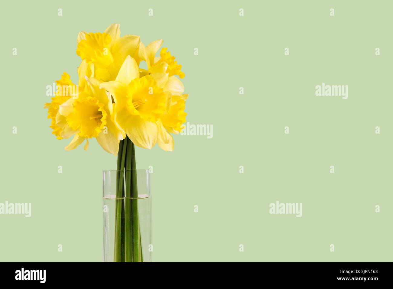 Bouquet di narcisi gialle, narciso in vaso trasparente su fondo verde con spazio copia. Mockup, modello per le vacanze, il compleanno, il giorno della mamma o Foto Stock