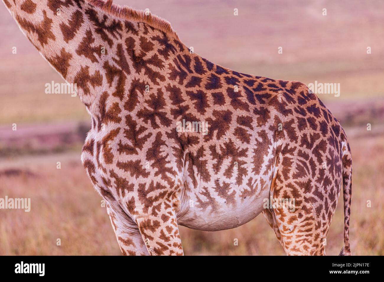 Maasai Mara National Game Reserve Park, contea di Narok, grande rift Valley, kenya, africa orientale, paesaggi, praterie di savana, magici animali selvatici, viaggi Foto Stock