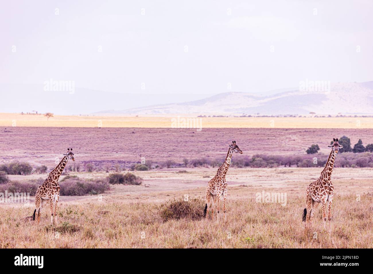 Maasai Mara National Game Reserve Park, contea di Narok, grande rift Valley, kenya, africa orientale, paesaggi, praterie di savana, magici animali selvatici, viaggi Foto Stock