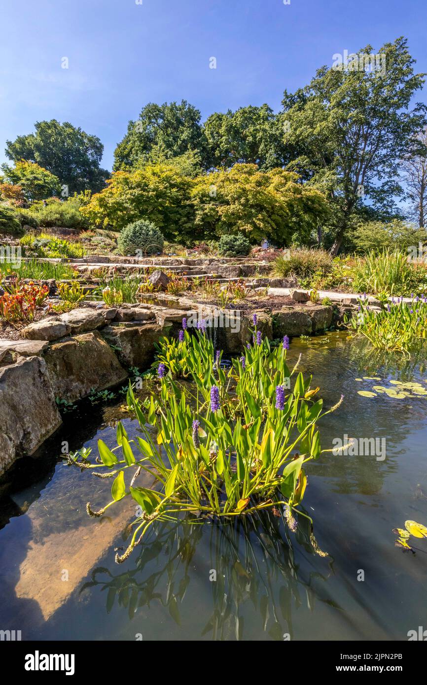 The Rock Garden a RHS Wisley, Surrey, Inghilterra, Regno Unito Foto Stock