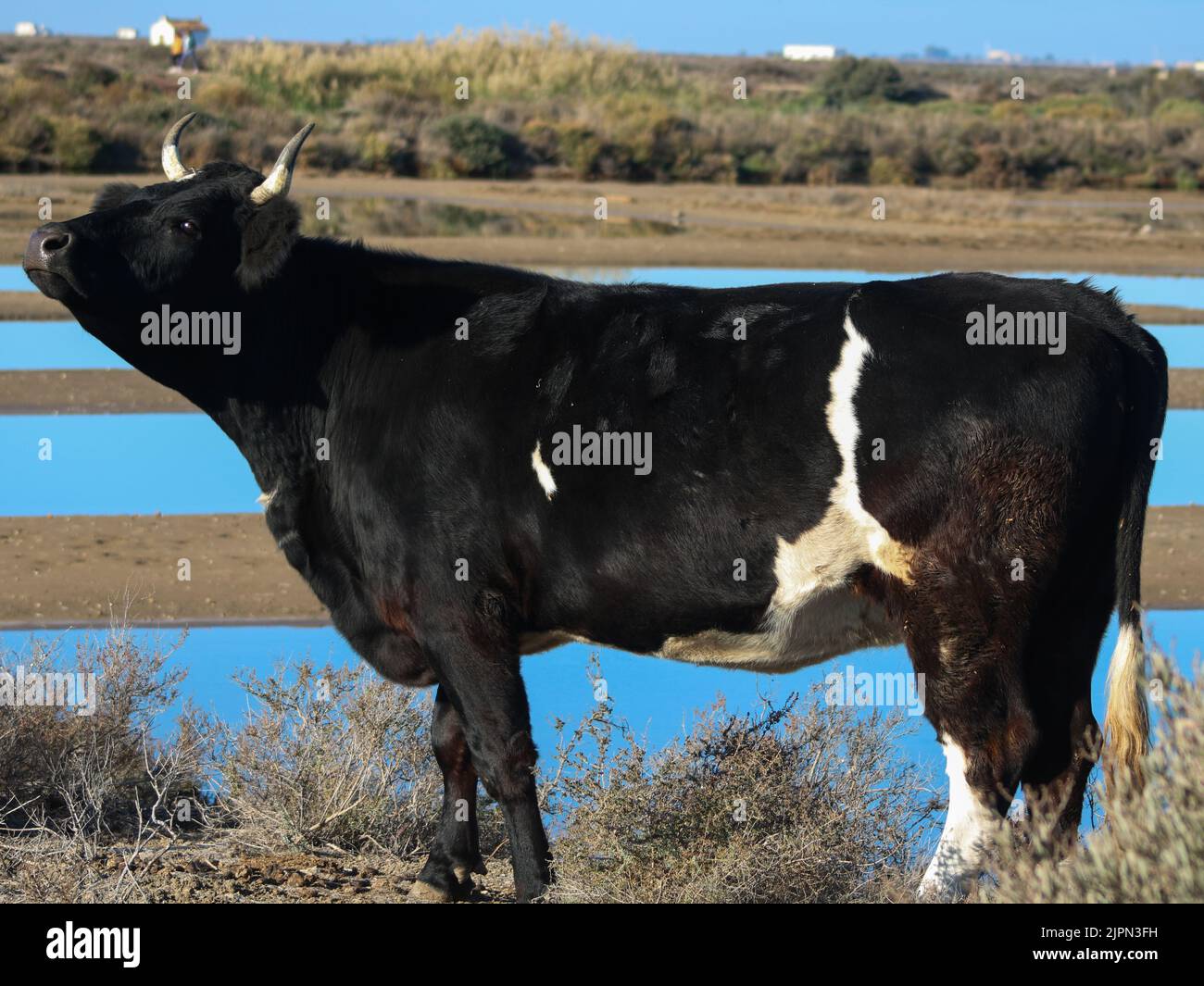 Una vista laterale del bestiame Shetland nella penna Foto Stock