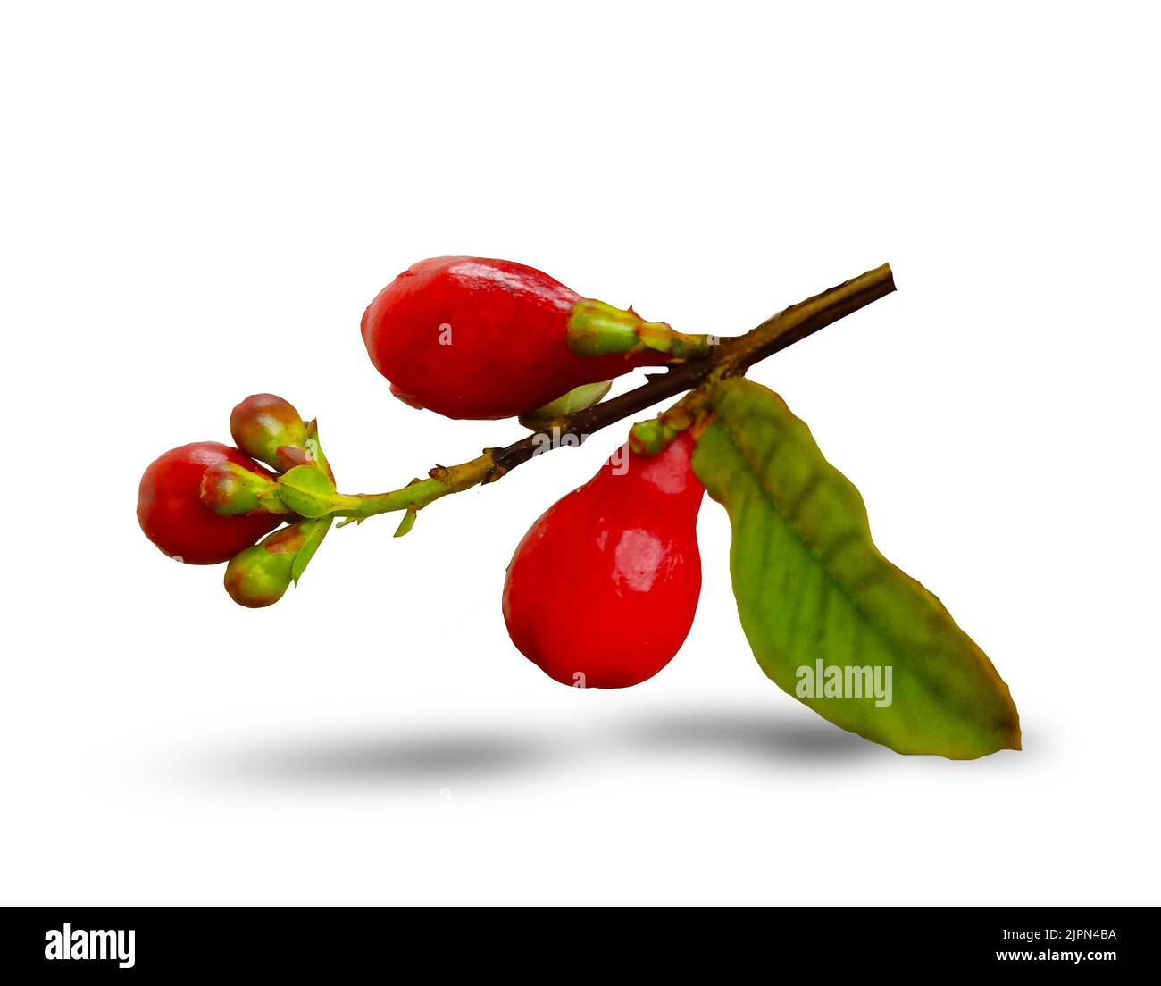 Le migliori idee per Pomegranate rosso o Punica granatum baby frutticoltura. Foto Stock