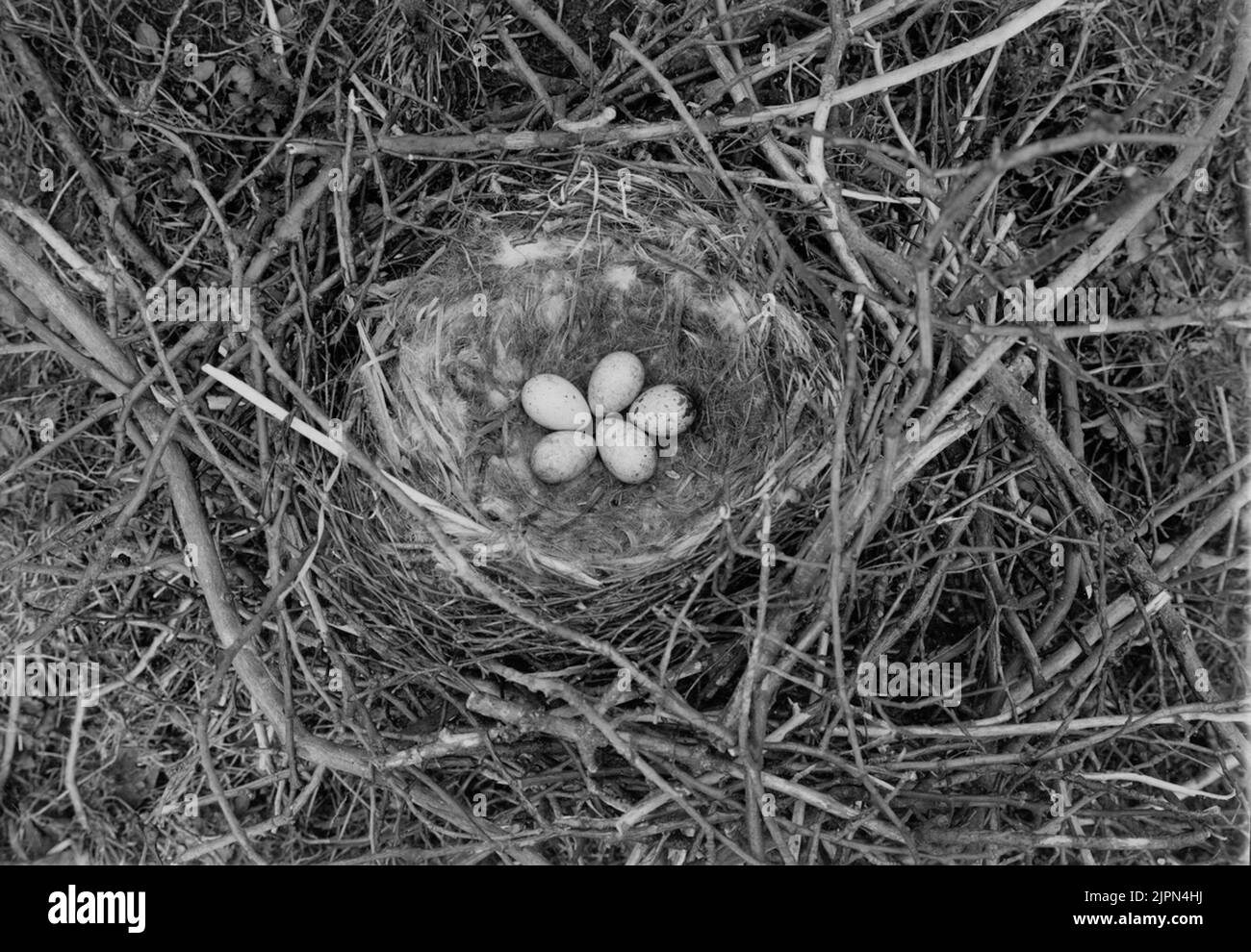 Soggiorno di corvo, Corvus Corone Cormix, Bo AV kråka, Corvus corone Cormix, Foto Stock