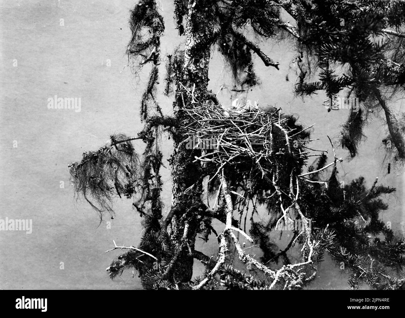 Fågelbo Lavskrika, Perisoreus Infanstus. Nedfört fino al Museo Malmö Fågelbo Lavskrika, Perisoreus Infanstus. Nedfört fino al museo Malmö Foto Stock