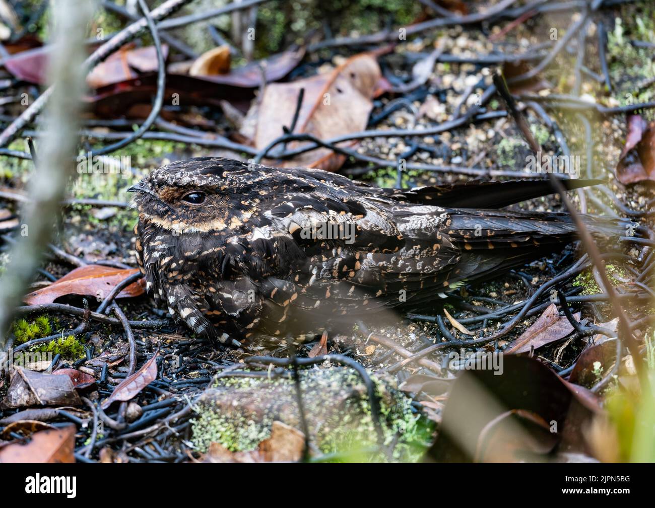 Un nightjar endemico diabolico (Eurostopodus diabolicus) ben mimetinato in foglie morte. Lore Lindu National Park, Sulawesi, Indonesia. Foto Stock