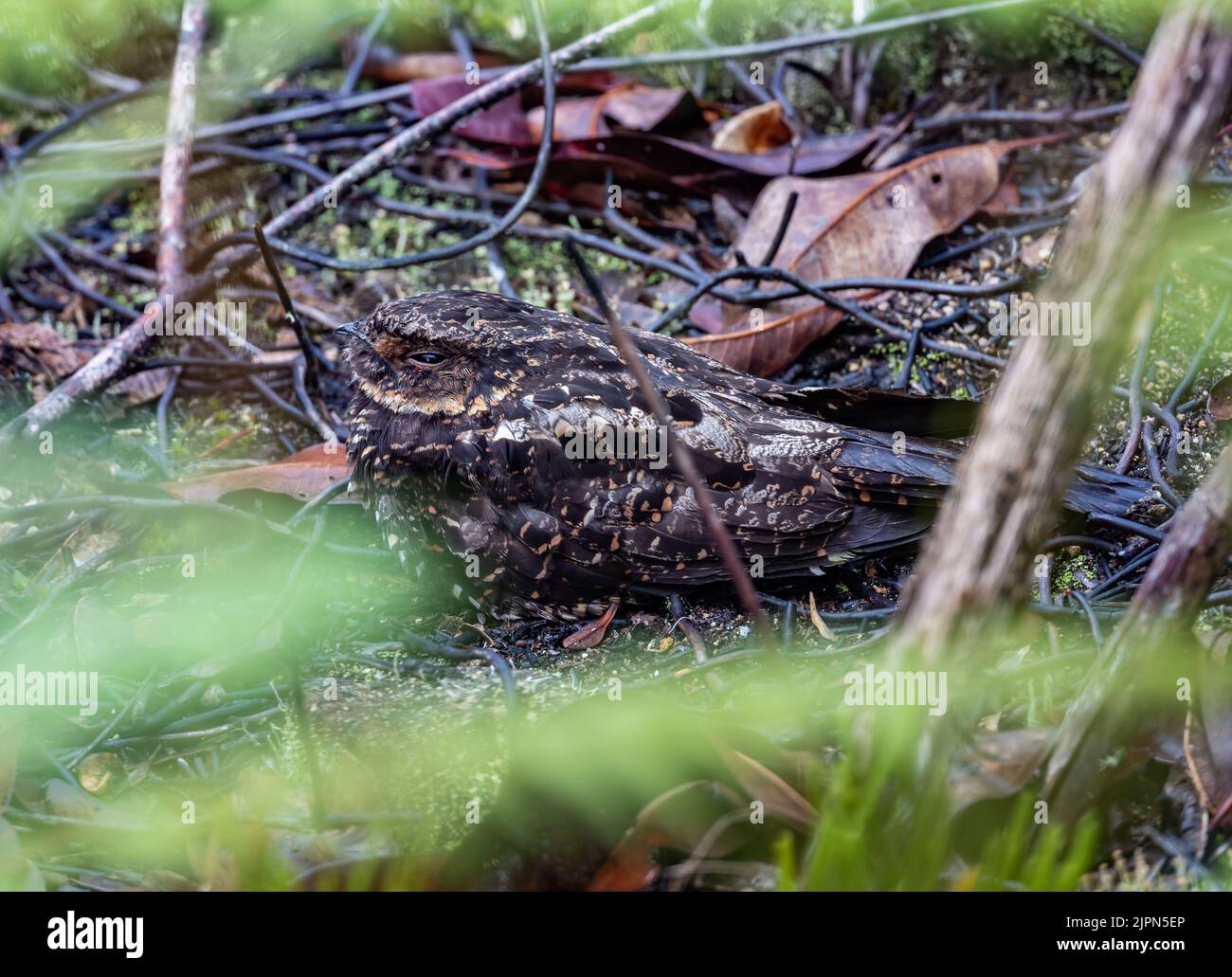 Un nightjar endemico diabolico (Eurostopodus diabolicus) ben mimetinato in foglie morte. Lore Lindu National Park, Sulawesi, Indonesia. Foto Stock