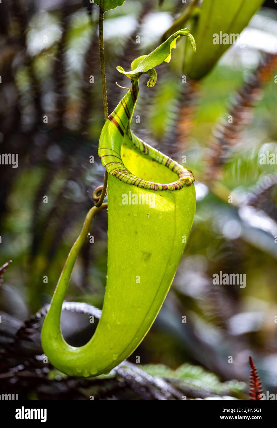 Carnivoro Pitcher pianta Nepenthes in natura. Lore Lindu National Park, Sulawesi, Indonesia. Foto Stock