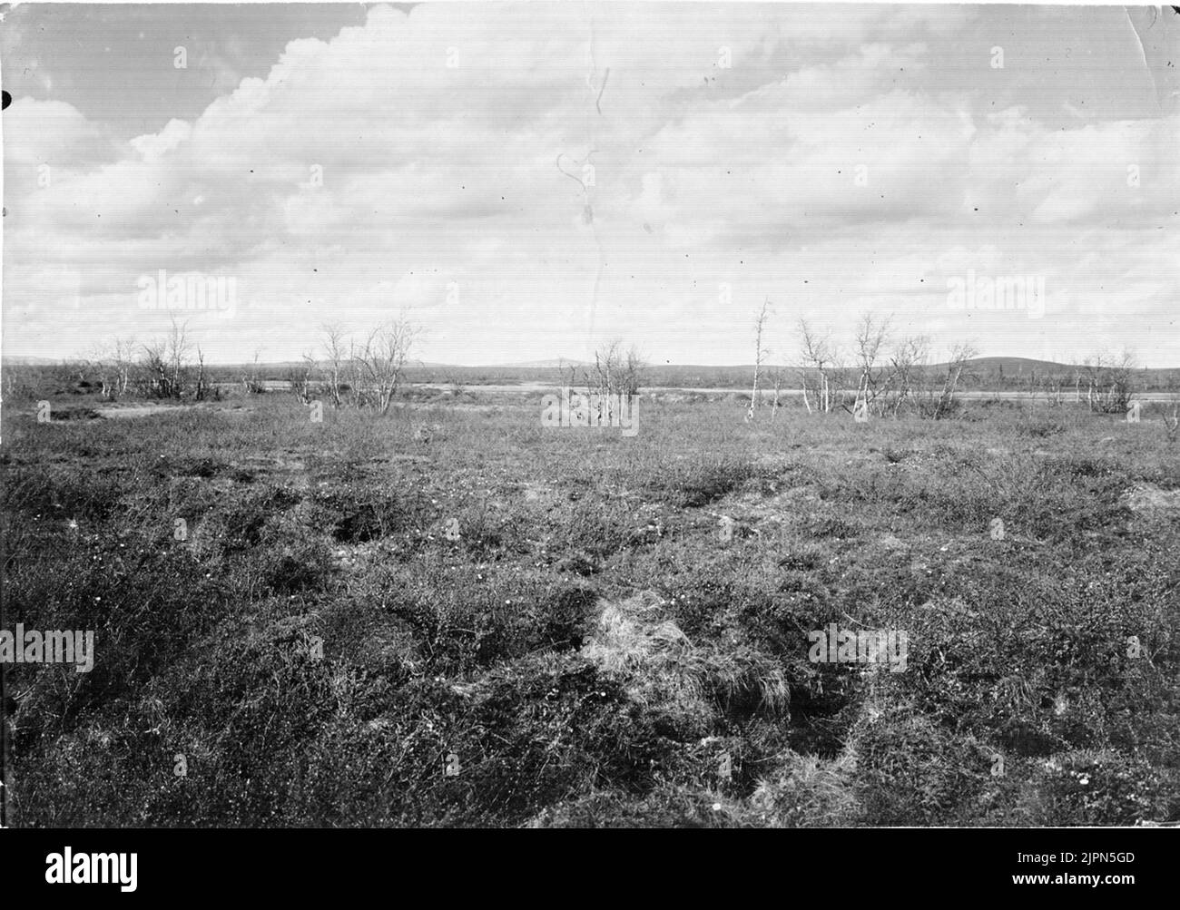 Terreno di copertura per Mataille Flava Borealis = Golfo del Nord 20 giugno 1909 (le fioriture di bacca nuvolosa) Häckterräng för Gulärla Matailla flava borealis = Nordlig gulärla 20 Juni 1909 (Hjortronen blommar) Foto Stock