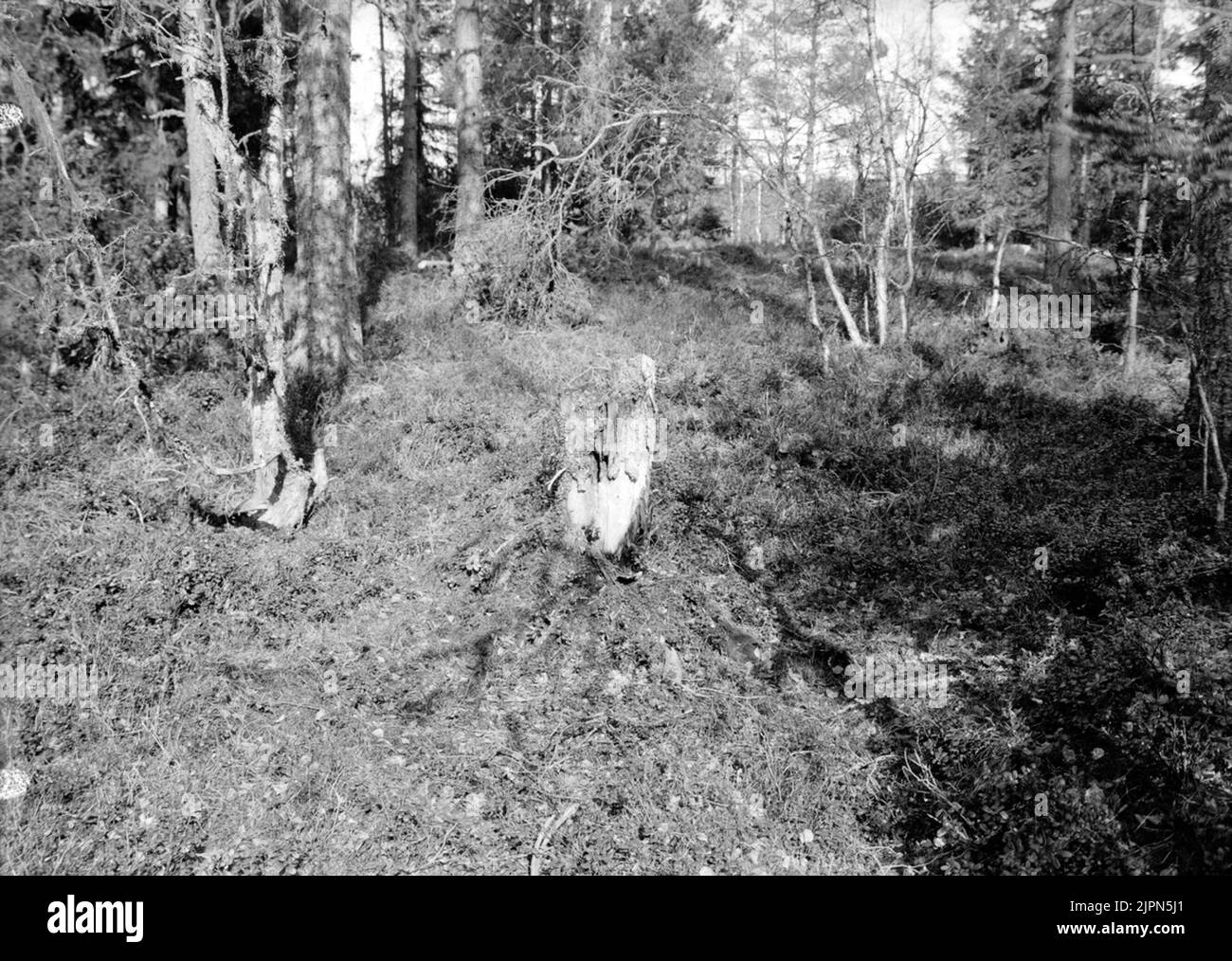 Residenza per i tofsmes, parus cristatus, 12 maggio 1911. Il nido nel ceppo dell'albero nel mezzo della foto Boplats för Tofsmes, Parus cristate, 12 Maj 1911. Boet i trädstubben mitt i bilden Foto Stock