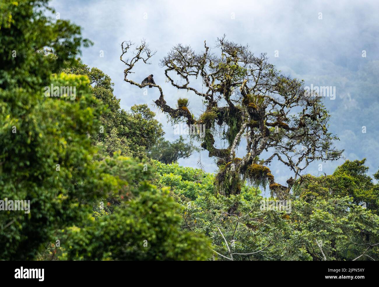 Un falco sulawesi-aquila (Nisaetus lanceolatus) arroccato su un albero in foresta pluviale trollica. Sulawesi, Indonesia. Foto Stock
