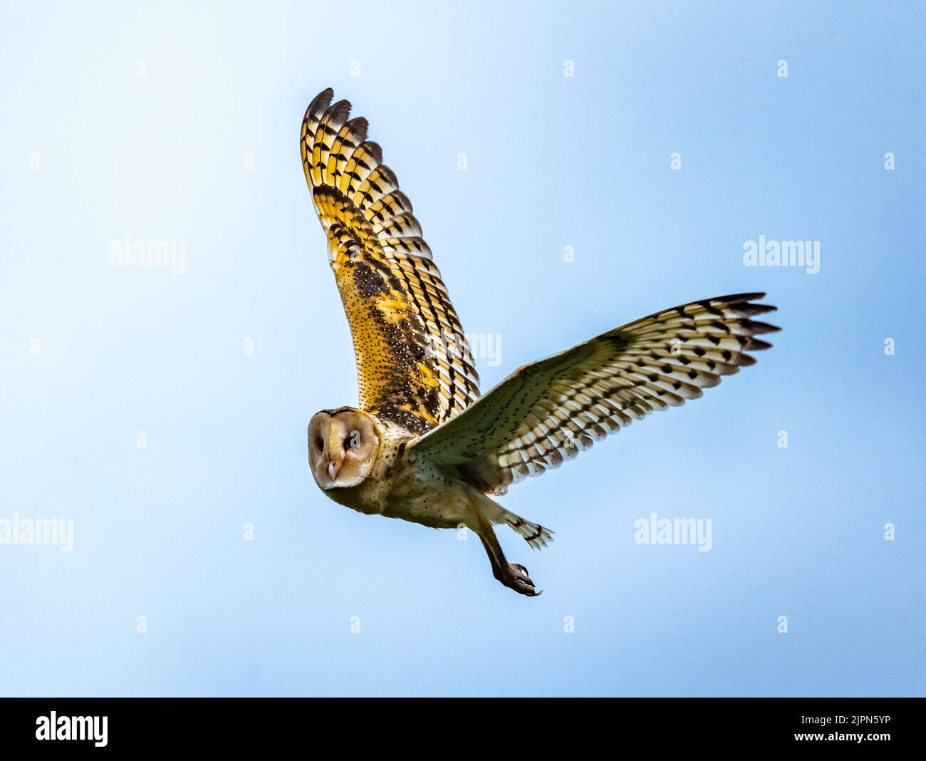 Un grass-Owl Australasiano (Tyto longimembris) che vola sopra. Sulawesi, Indonesia. Foto Stock