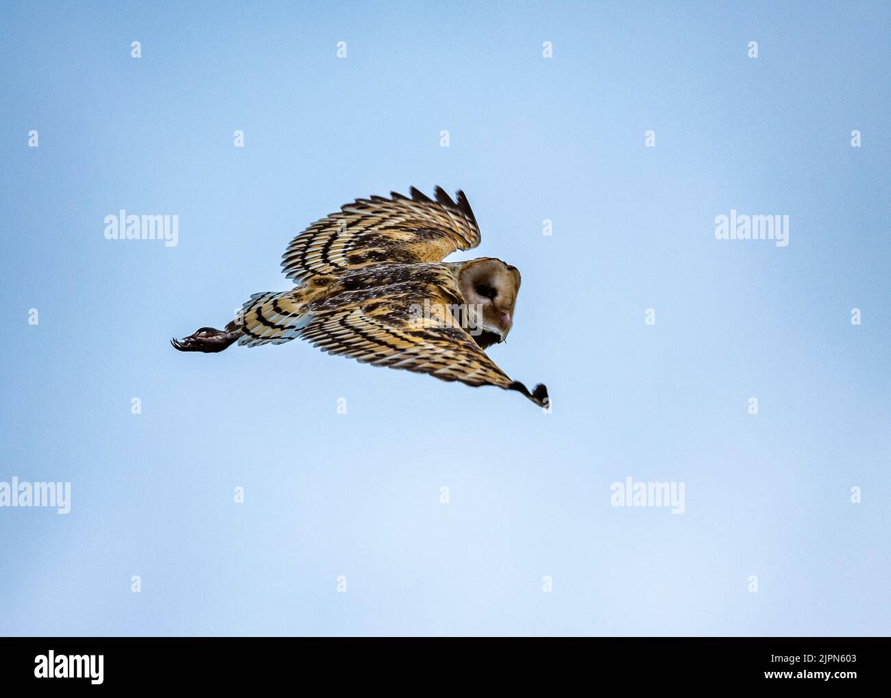 Un grass-Owl Australasiano (Tyto longimembris) che vola sopra. Sulawesi, Indonesia. Foto Stock