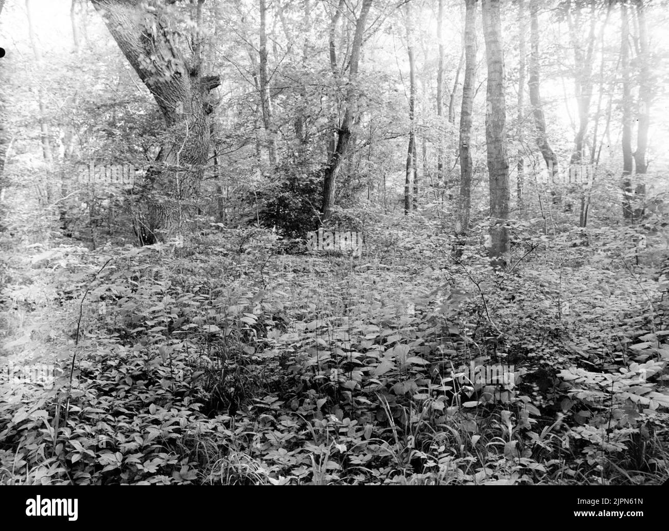 Biotopo per cantante dalla testa nera, Sylvia atricapilla, 14 giugno 1912, hedge Terrain Biotop för svarthuvad sångare, Sylvia atricapilla, 14 juni 1912, häckterräng Foto Stock