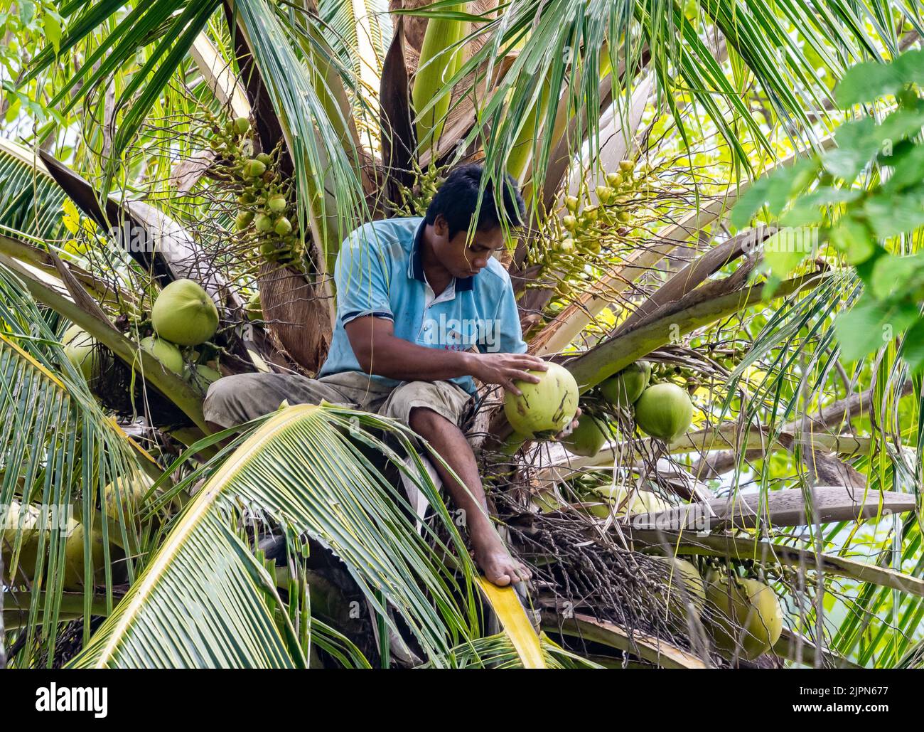 Un giovane indonesiano che raccoglie noci di cocco da un albero. Sulawesi, Indonesia. Foto Stock