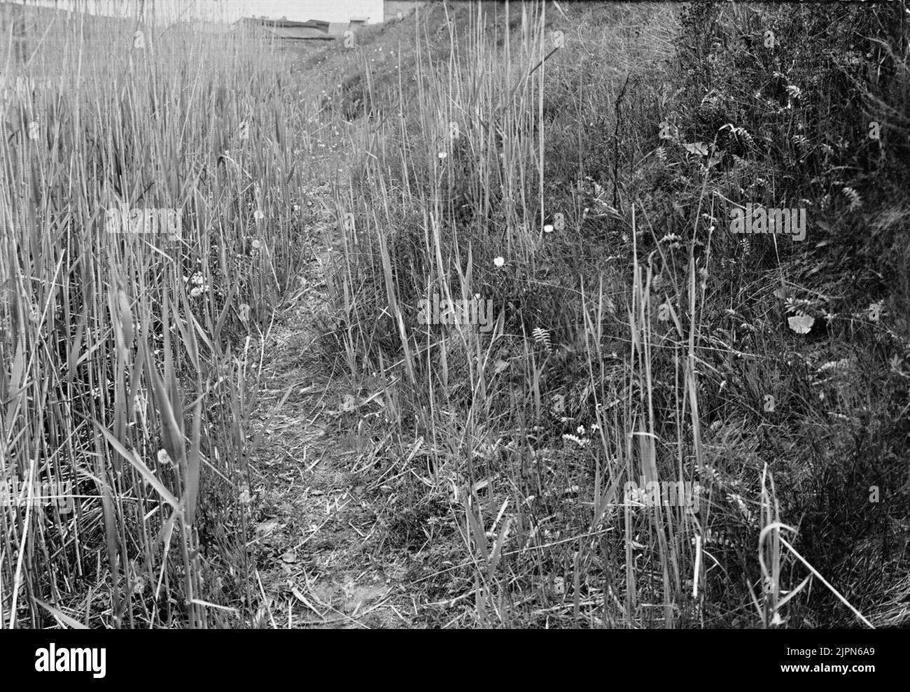 Residenza per Sävsångare, Acciphalus schoenobaenus maggio 1912 Boplats för sävsångare, acrocephalus schoenobaenus maj 1912 Foto Stock