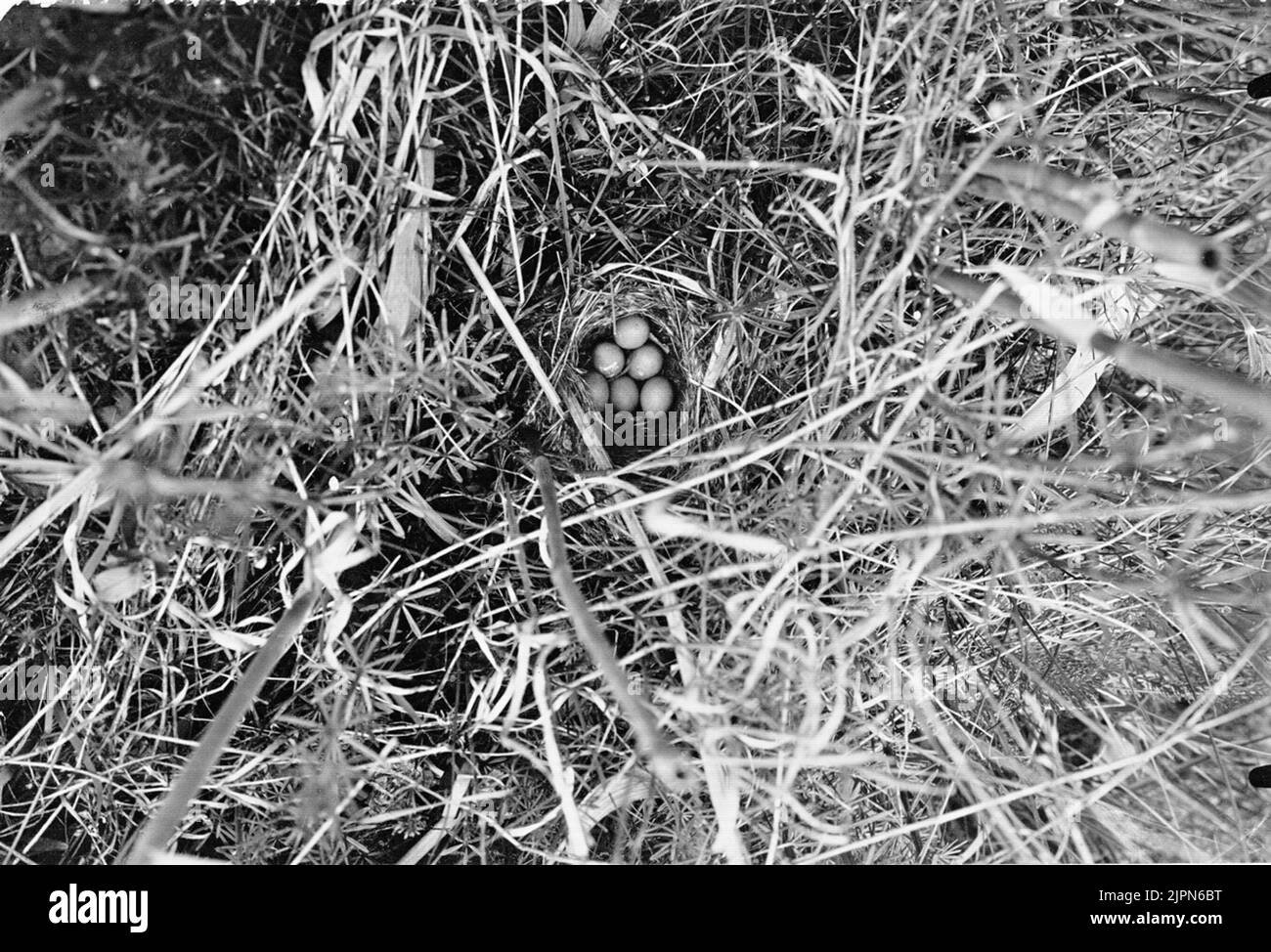 Stay by Sävsångare, Acrocephalus schoenobaenus, May 1912 Bo AV sävsångare, acrocephalus schoenobaenus, maj 1912 Foto Stock