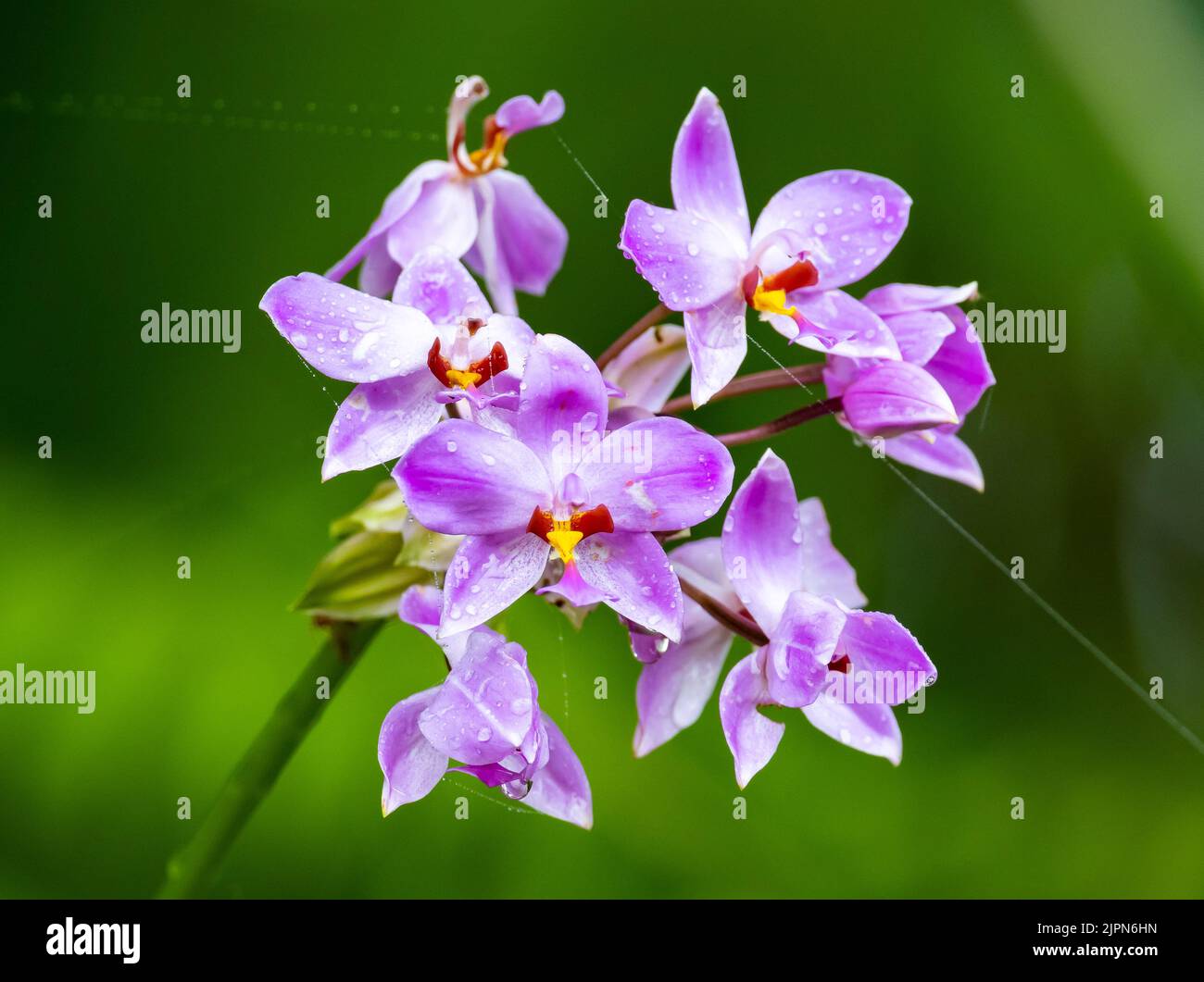 Fiori viola di Spathoglottis plicata orchidea. Sulawesi, Indonesia. Foto Stock