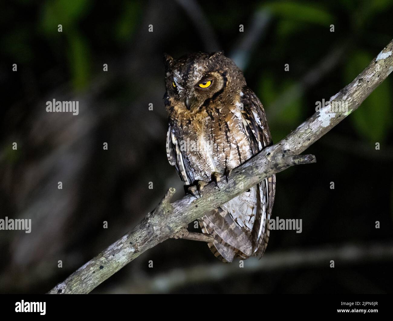 Un Scops-Owl (Otus magicus) di Molucca endemico arroccato su un ramo di notte. Sulawesi, Indonesia. Foto Stock