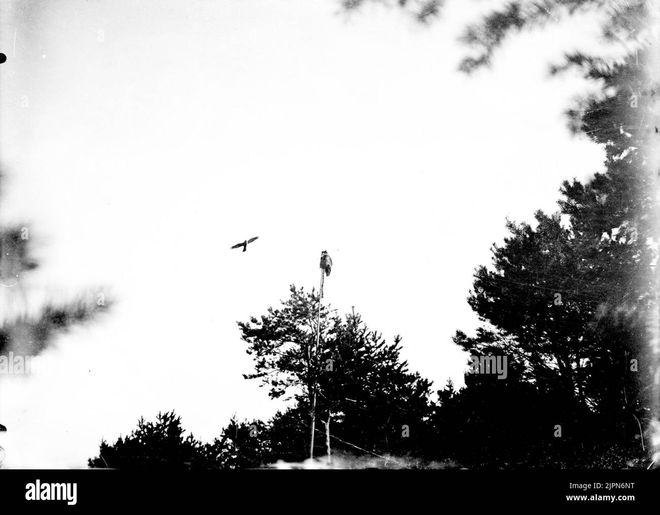 Falco di passeri (Astur nisus) e UV farcito. 1907 Sparvhök (Astur nisus) och upstoppad uv. 1907 Foto Stock