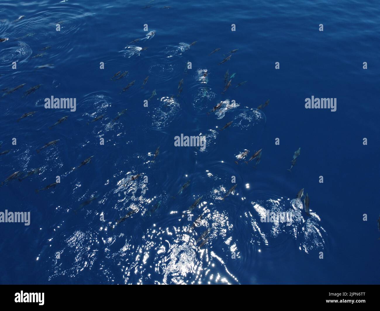 Super Dolphin Pod dal cielo - Drone Foto Stock