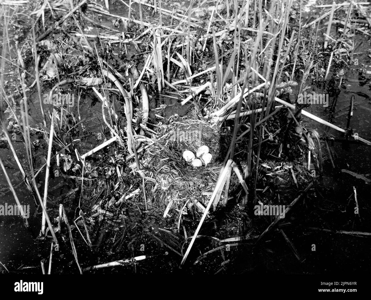 Stay of black-necked dopping, podiceps nigricollis, krakesjön, Skåne 18/5 1927 Bo AV svarthalsad dopping, Podiceps nigricollis, Krakesjön, Skåne 18/5 1927 Foto Stock