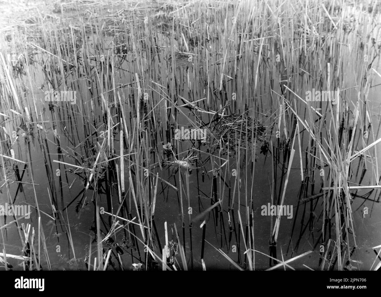 Podiceps nigricollis, black-necked dopping, (over-exposed) Krankesjön 15 May 1927 Podiceps nigricollis, svarthalsad dopping, (öfverexponerad) Krankesjön 15 maj 1927 Foto Stock