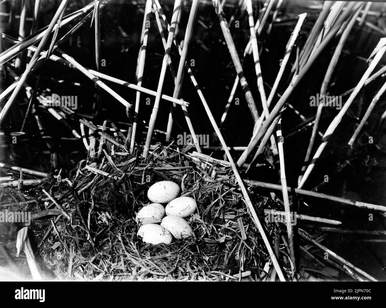 Bo di Podiceps Nigricollis, Svarthalsad Dopping, Krankesjön 5 Giugno 1940 Bo af Podiceps nigricollis, svarthalsad Dopping, Krankesjön 5 juni 1940 Foto Stock