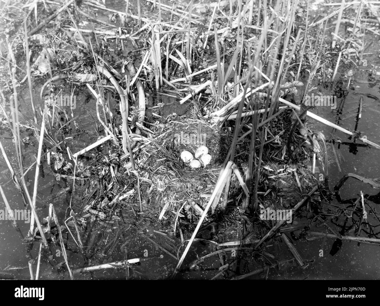 Stay by podiceps nigricollis, black-necked dopping, krakesjön May 1927 Bo AV Podiceps nigricollis, svarthalsad dopping, Krakesjön maj 1927 Foto Stock