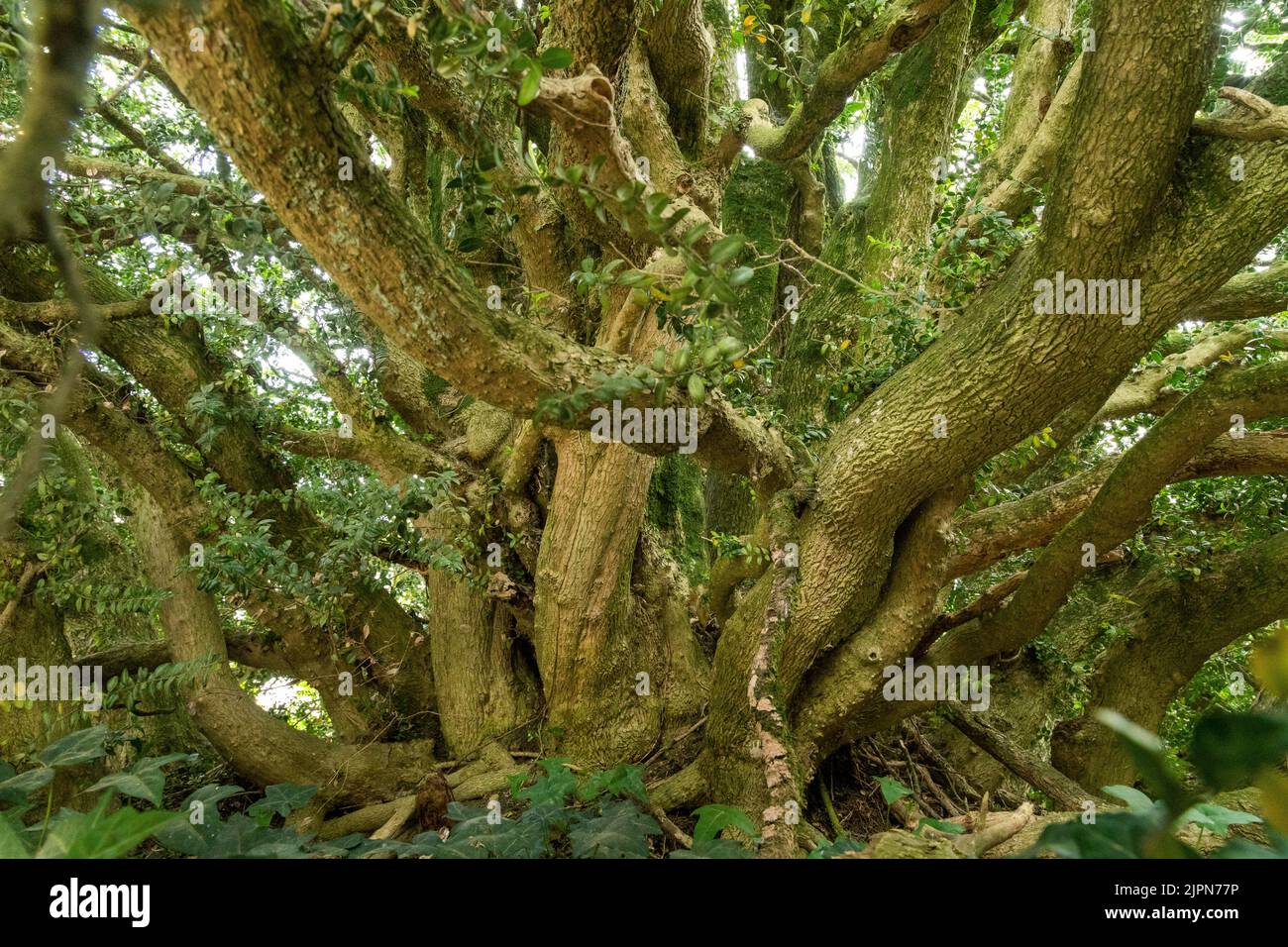 Francia, Seine Maritime, Maucomble, Maucomble boxwood (Buxus) // Francia, Seine-Maritime (76), Maucomble, le buis de Maucomble (Buxus) Foto Stock