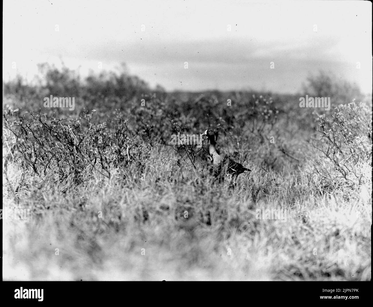 Scout d'oca di montagna dal videt, non lontano dal nido. Fjällgås spejande från videt, ej långt från boet. Foto Stock