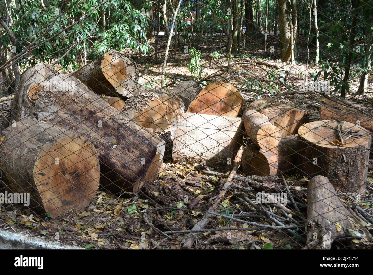 Stack di log. Industria del legname di legno della foresta. Raccogliendo legno da tronchi nella foresta. Brasile. Sud America. Nella foresta comunale Foto Stock