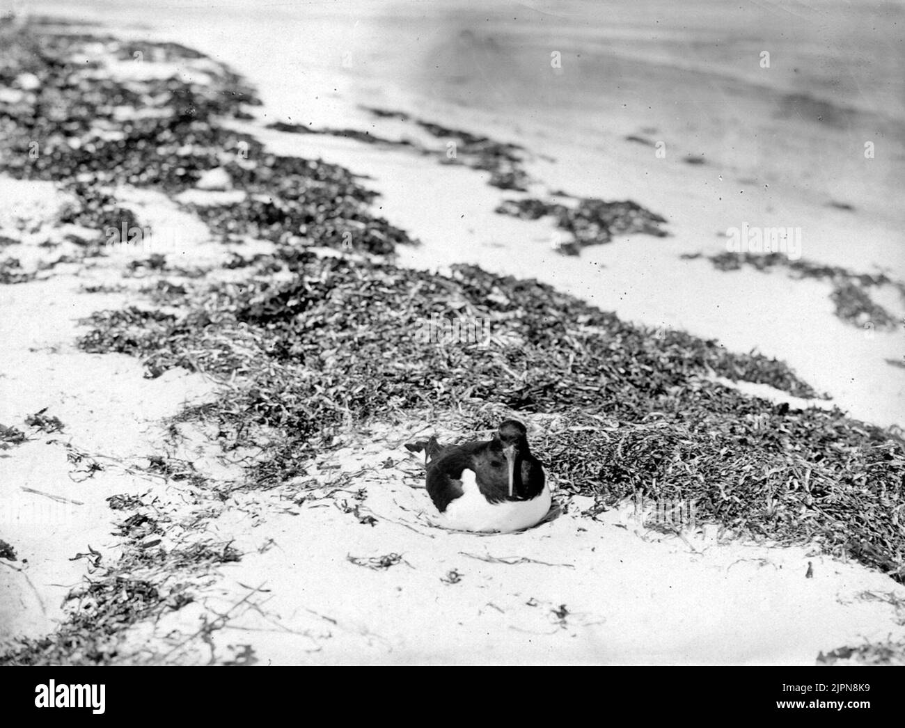 Strankata på boet Strankata på boet Foto Stock