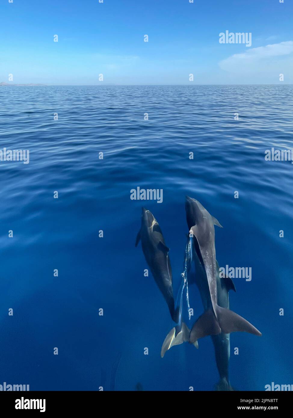 Delfini che nuotano in acque limpide, blu e vetrose Foto Stock
