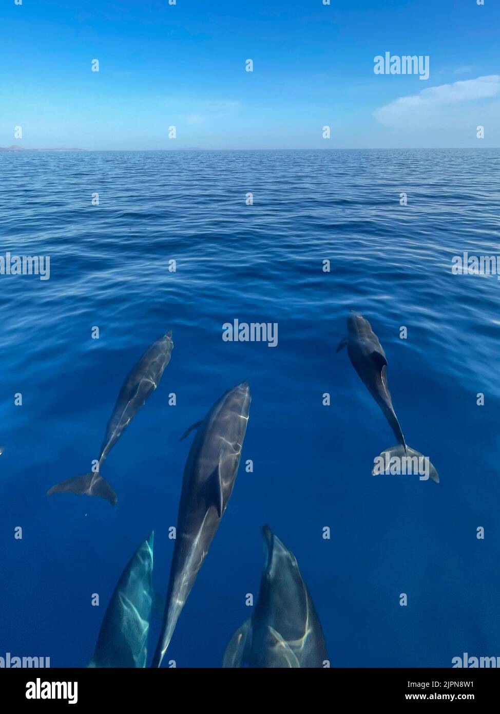 Delfini che nuotano in acque limpide, blu e vetrose Foto Stock