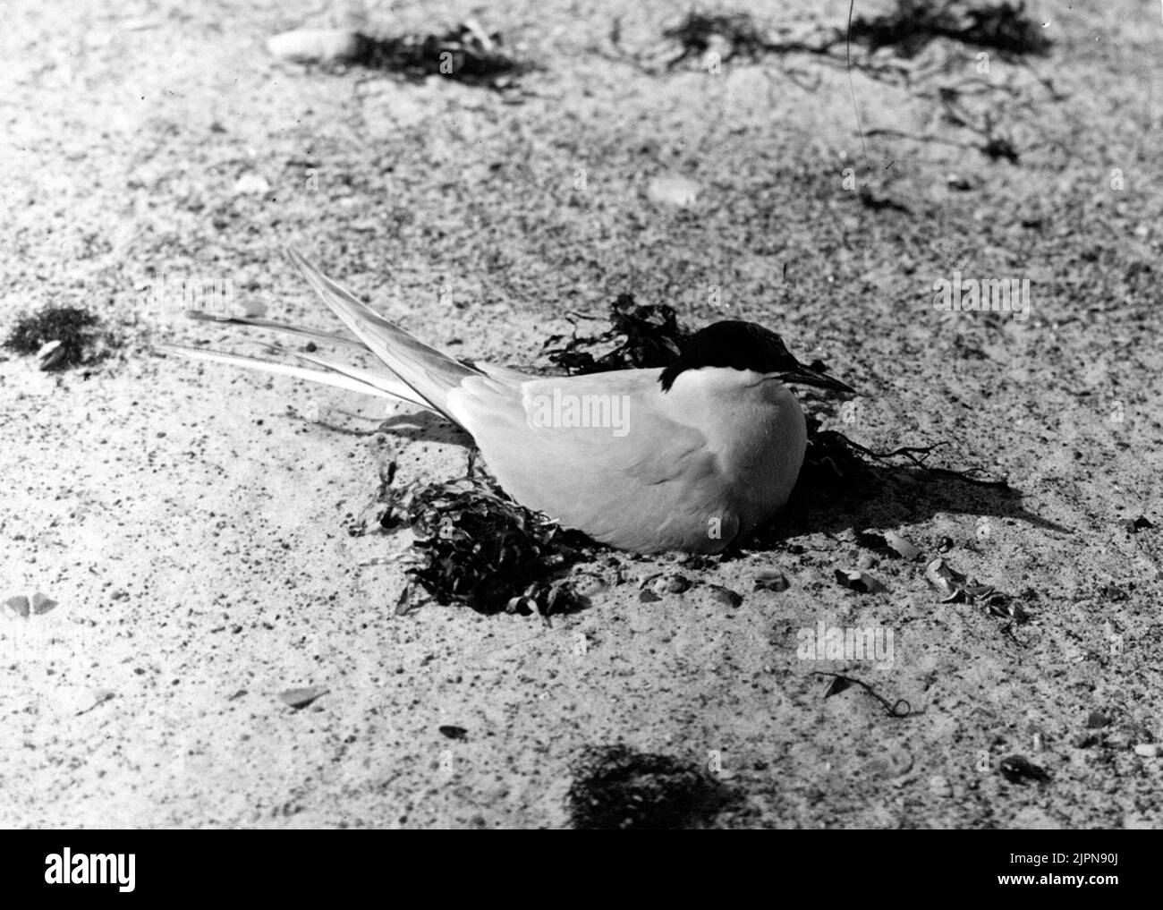 Terna d'argento irruvidente. Ruvande Silvertärna. Foto Stock