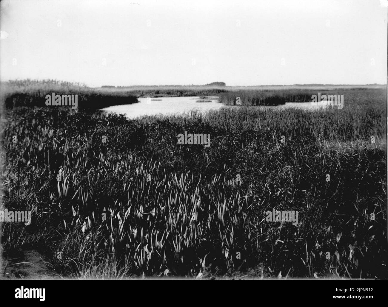 Biotopo per cucchiaio (Anas clypeata). 28/5-1921. Biotop för skedand (Anas clypeata).28/5-1921. Foto Stock