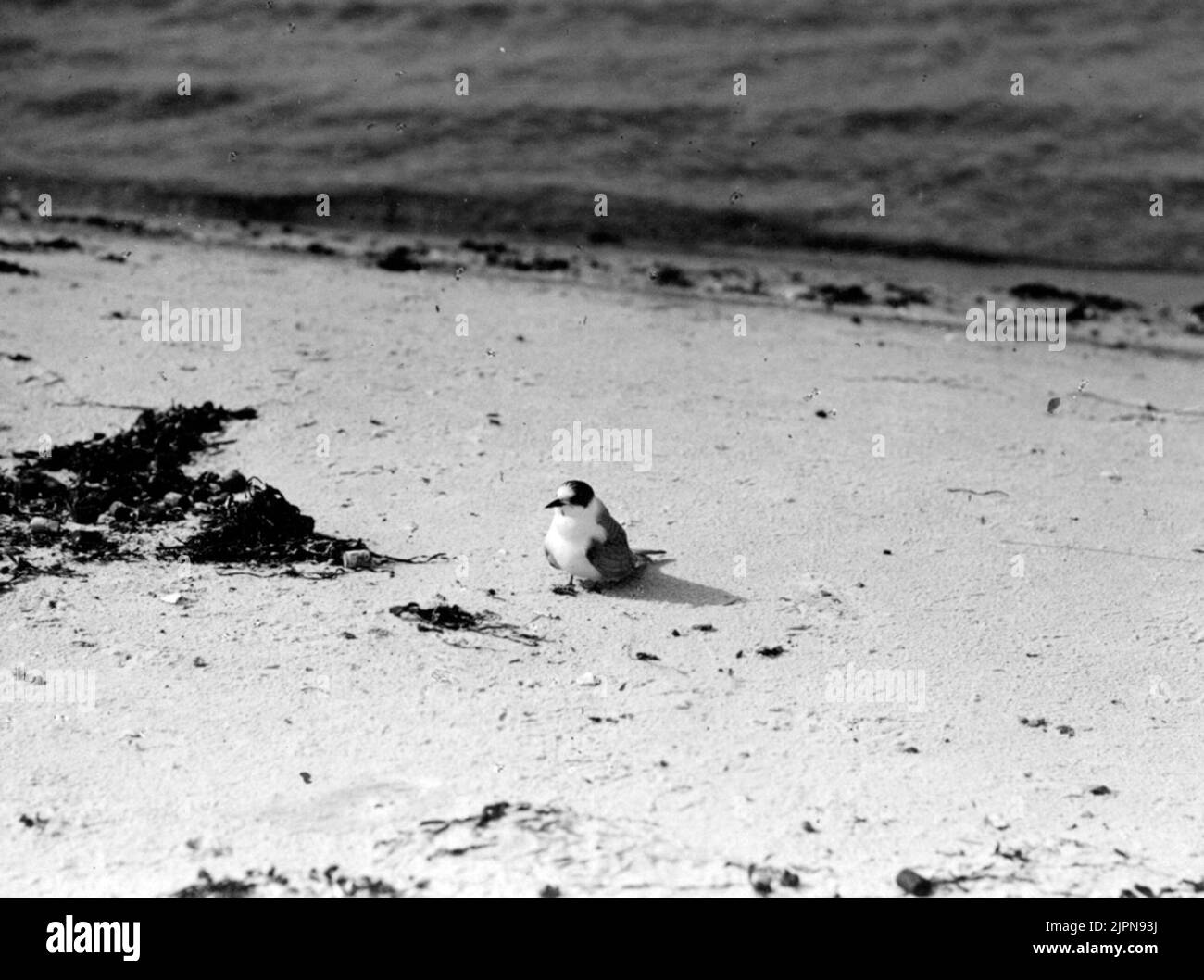 Silver tärneunge, pronto per il volo 29/7-1919. Silvertärneunge, flygfärdig 29/7-1919. Foto Stock