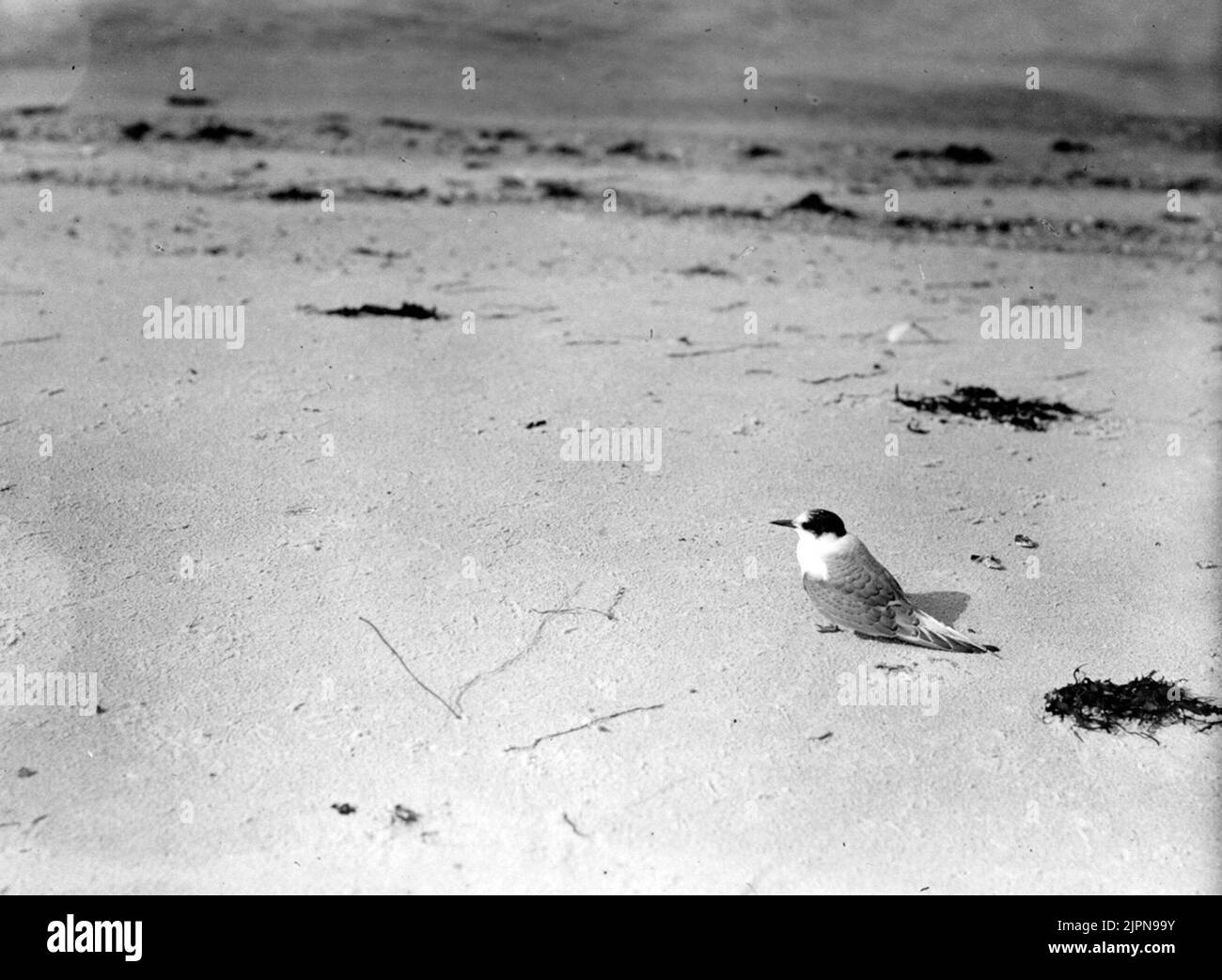 Silver tärneunge, pronto per il volo 29/7-1917. Silvertärneunge, flygfärdig 29/7-1917. Foto Stock