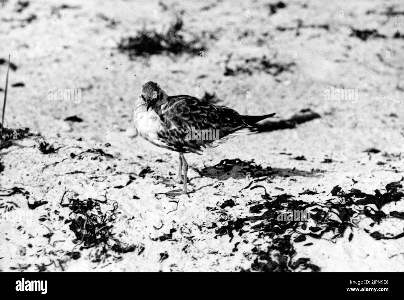 Risate (Larus Rdibúndus), anno. Skrattmås (Larus Rdibúndus), årsunge. Foto Stock