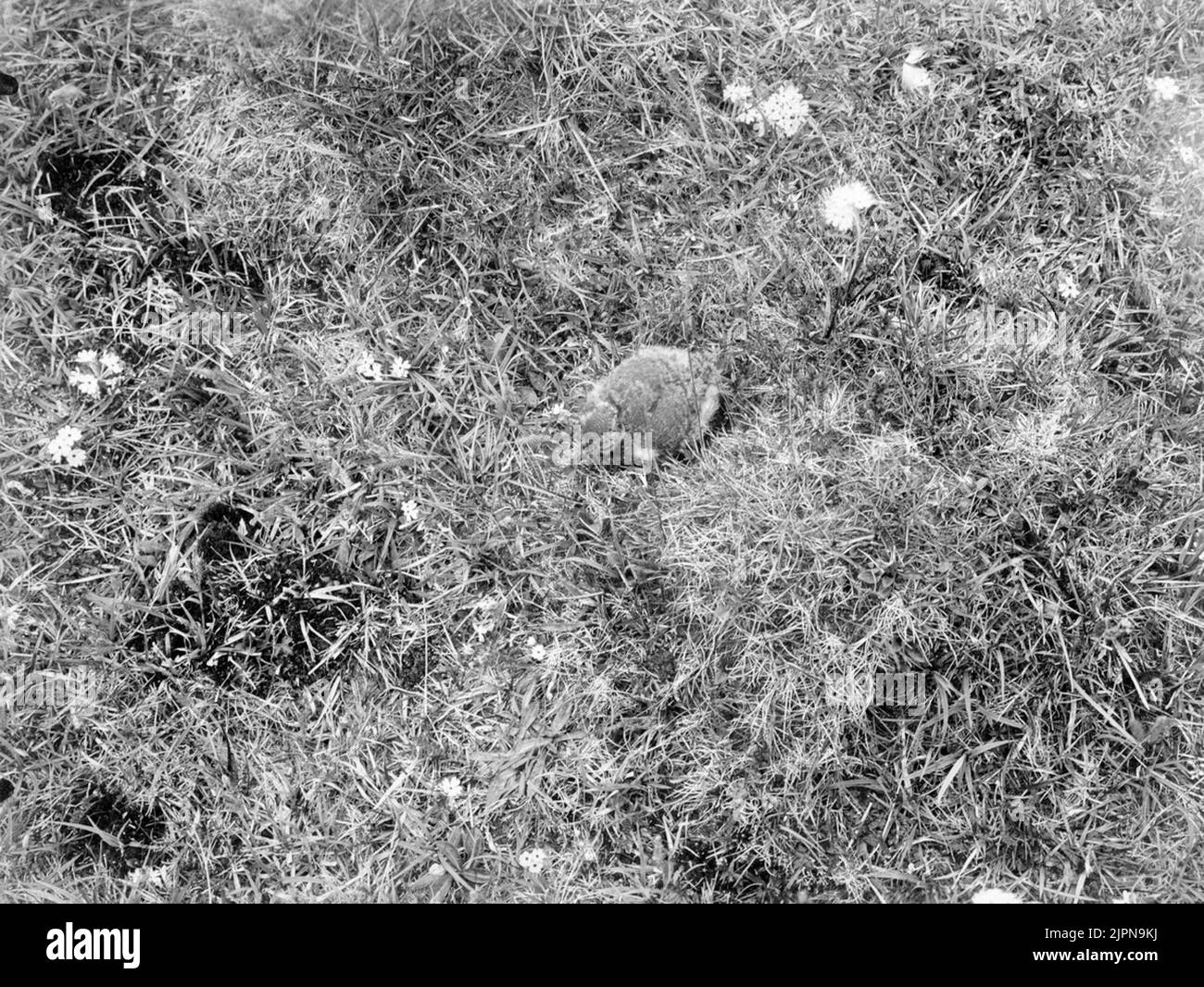 Young di Topsvipa, Vanellus cristatus, 5 giugno 1908, premendo VIPUNG Unge AV Topsvipa, Vanellus cristatus, 5 giugno 1908, Tryckande vipunge Foto Stock